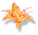 Lily